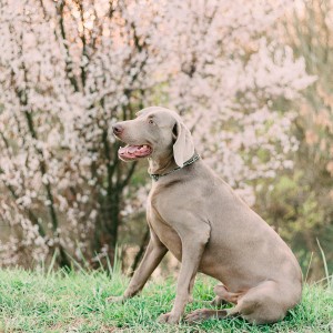 passeggiare con il cane per stare bene